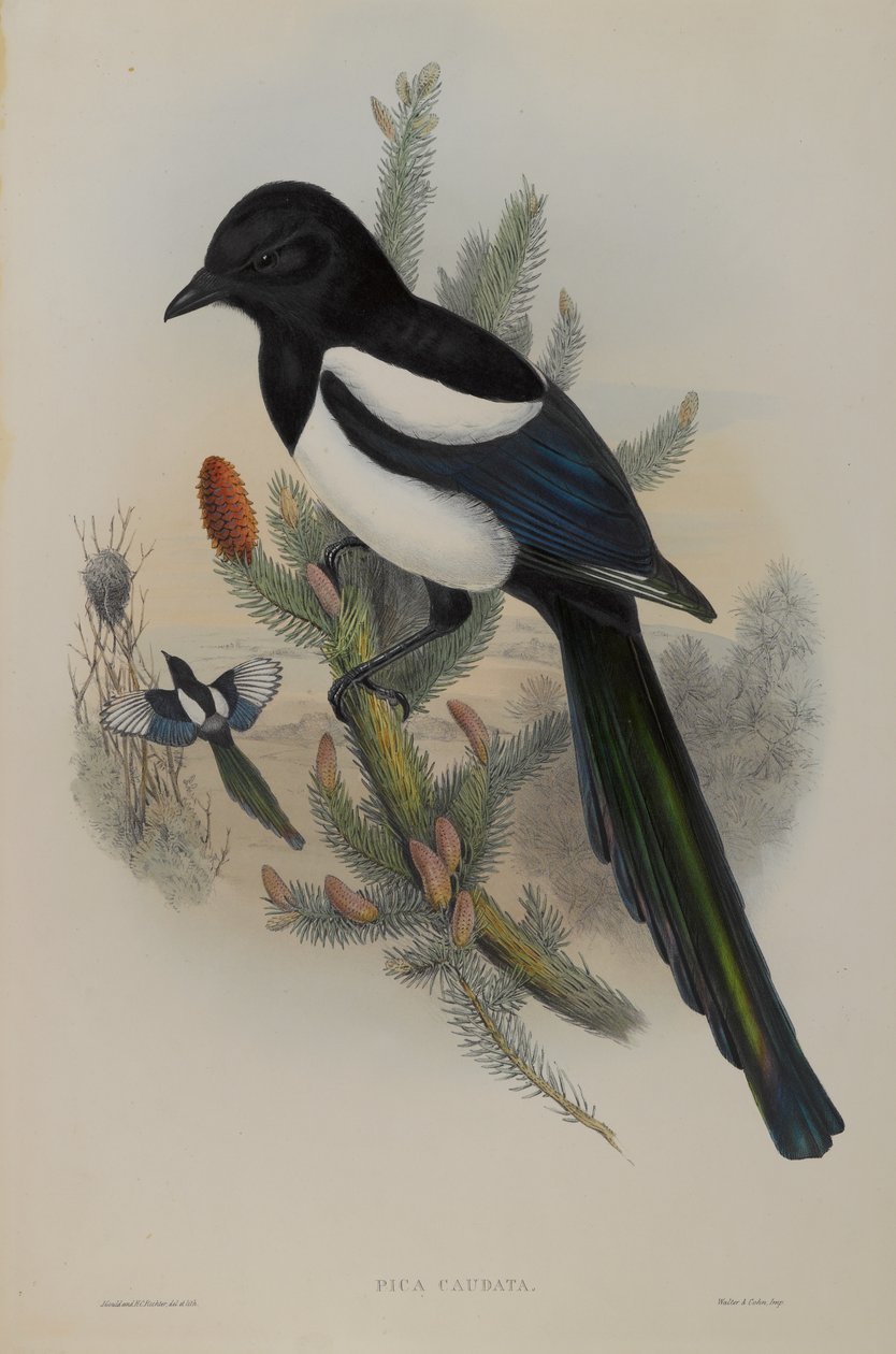 Pica Caudata - Harakka tekijältä John Gould