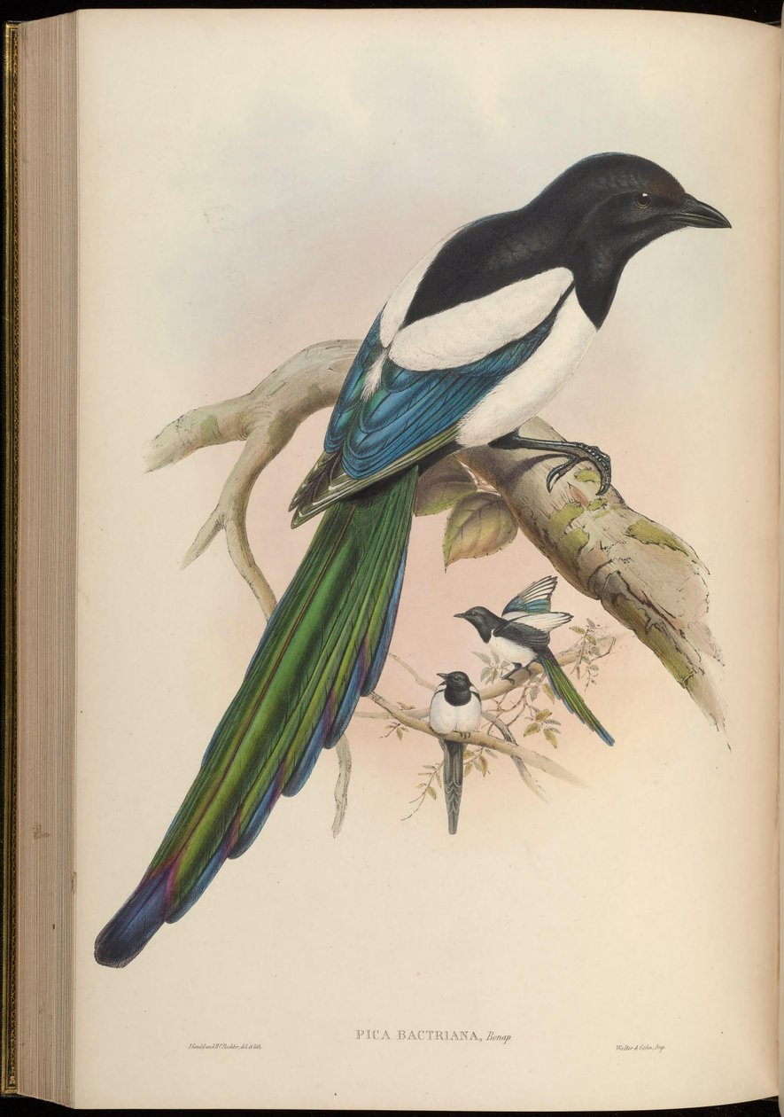 Pica bactriana = Pica pica baktriana tekijältä John Gould