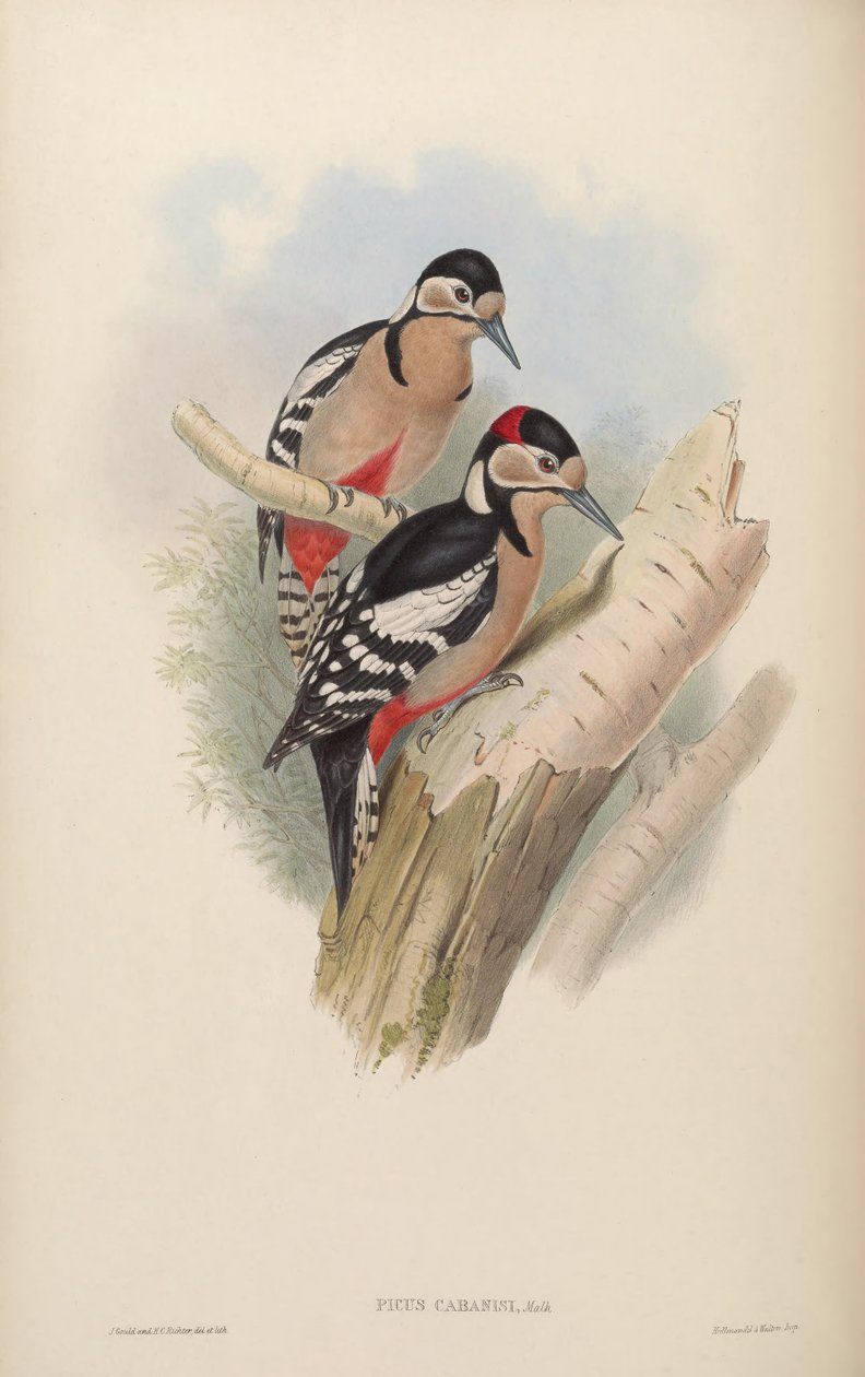 Picus cabanisi = Dendrocopos major cabanisi tekijältä John Gould