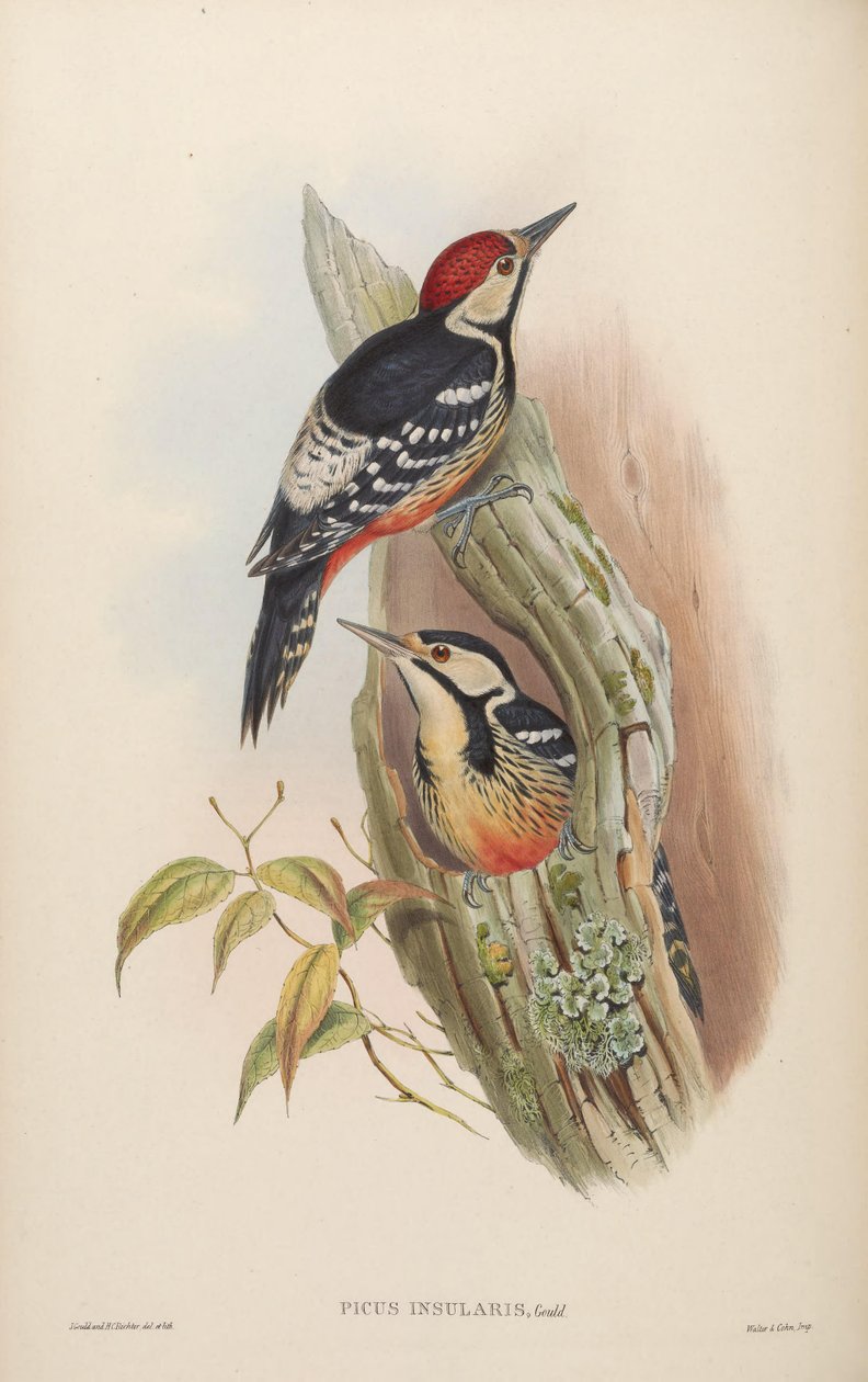 Picus insularis Gould, 1863 = Dendrocopos leucotos insularis. Taiwan tekijältä John Gould