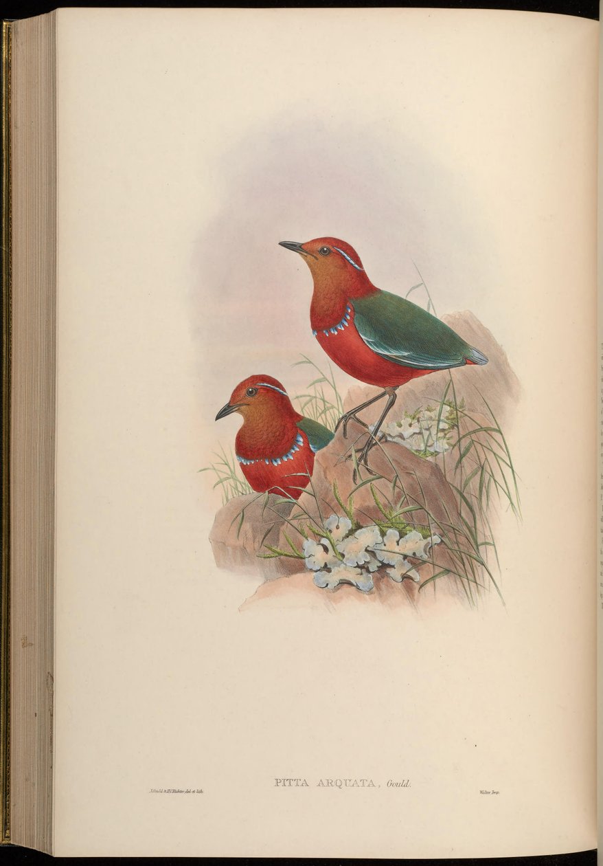 Pitta arquata = Erythropitta arquata tekijältä John Gould