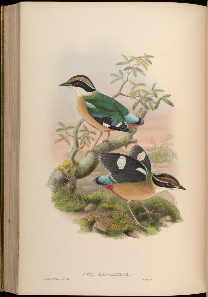 Pitta bengalensis = Pitta brachyura tekijältä John Gould