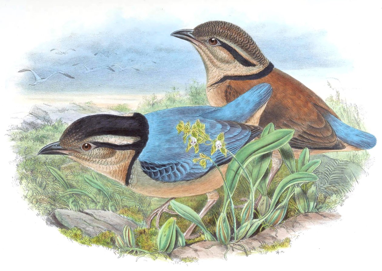 Pitta caerulea = Hydrornis caeruleus tekijältä John Gould