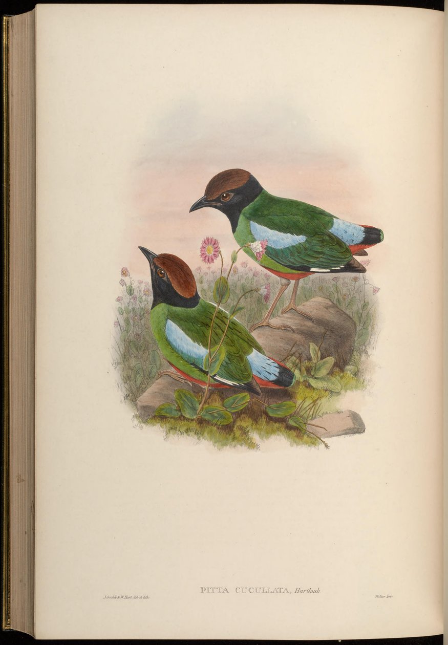 Pitta cucullata = Pitta sordida cucullata tekijältä John Gould