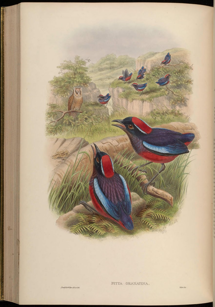 Pitta granatina = Erythropitta granatina granatina tekijältä John Gould