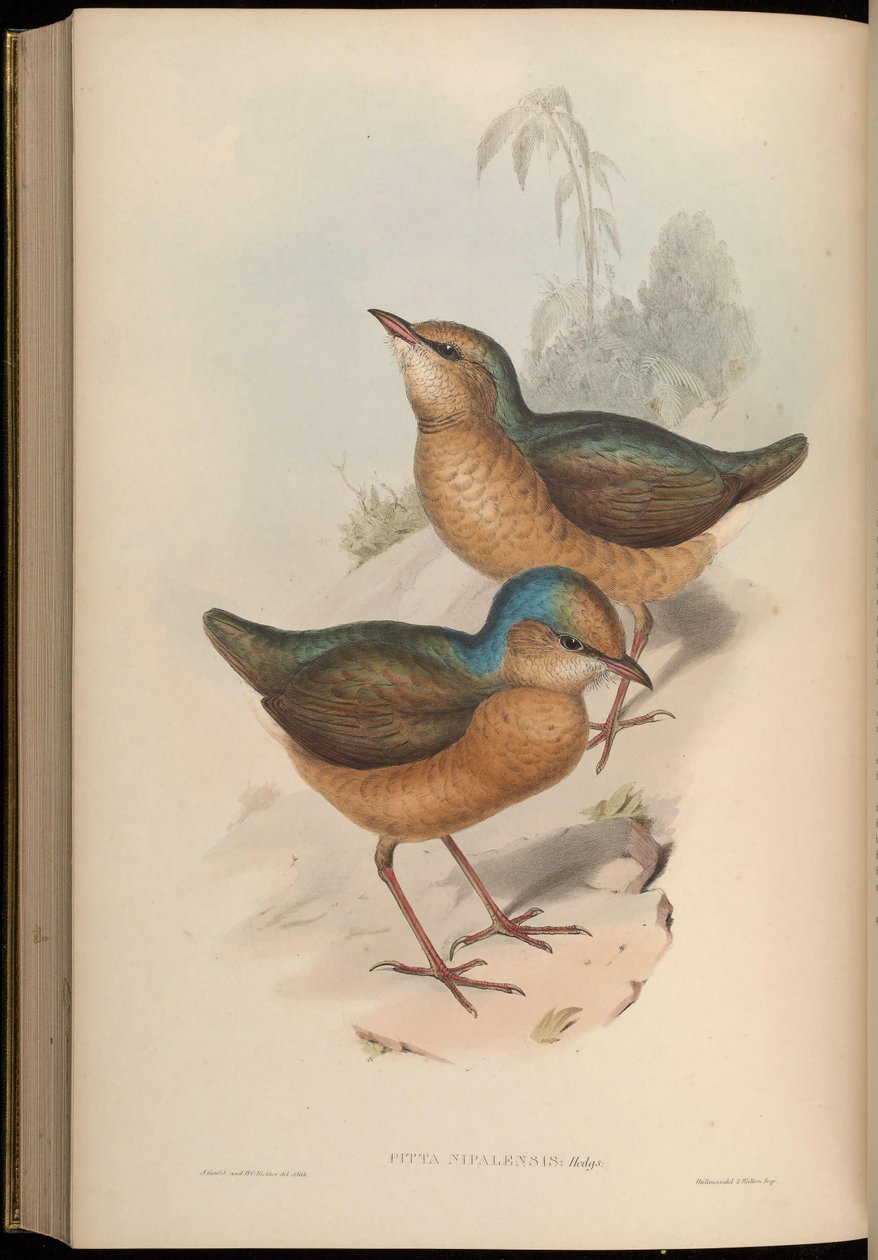 Pitta nipalensis = Hydrornis nipalensis tekijältä John Gould
