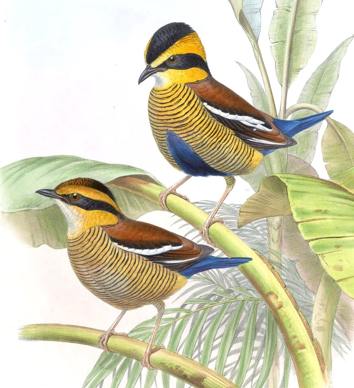 Pitta schwaneri = Hydrornis schwaneri tekijältä John Gould