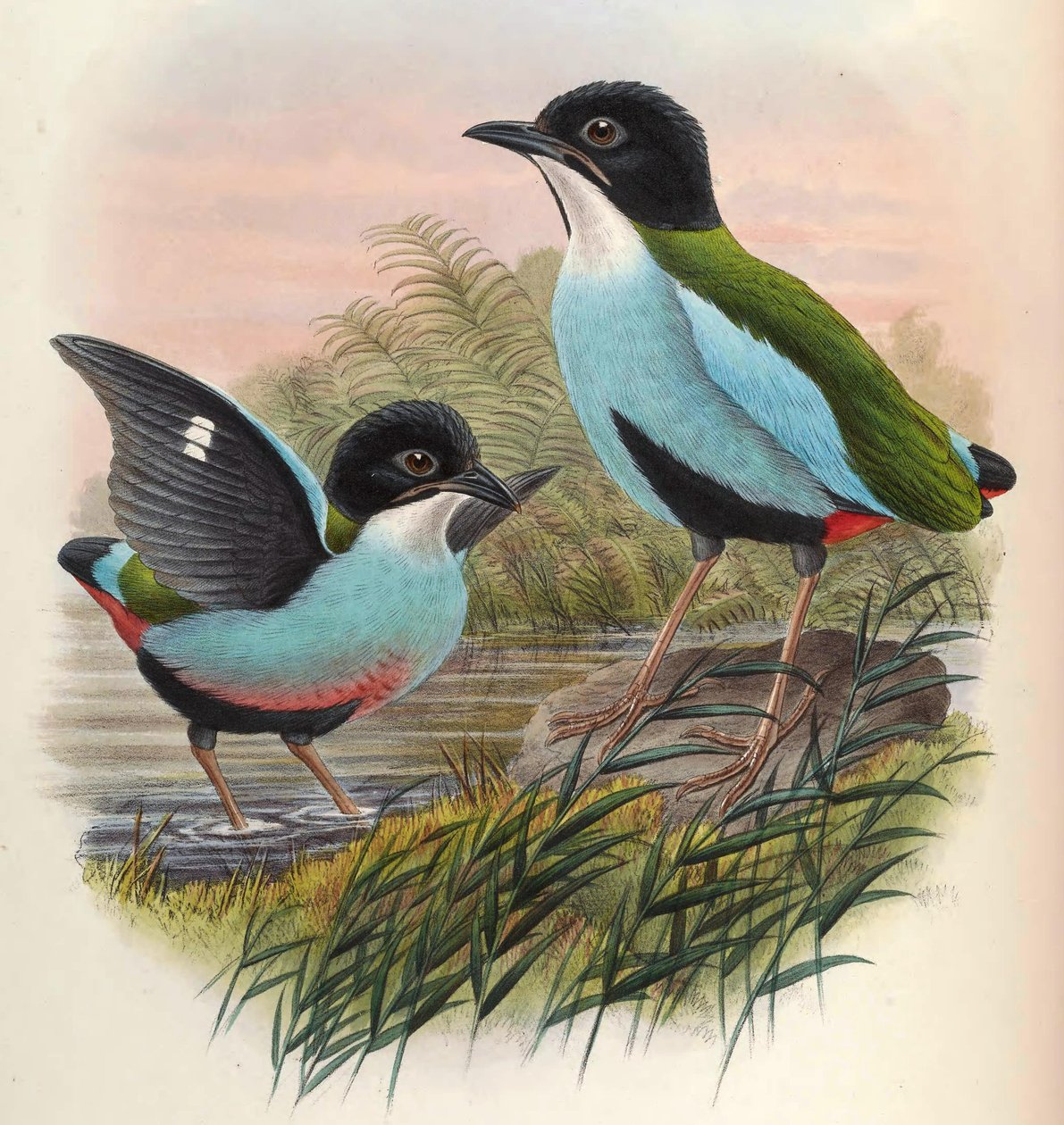 Pitta steerii tekijältä John Gould