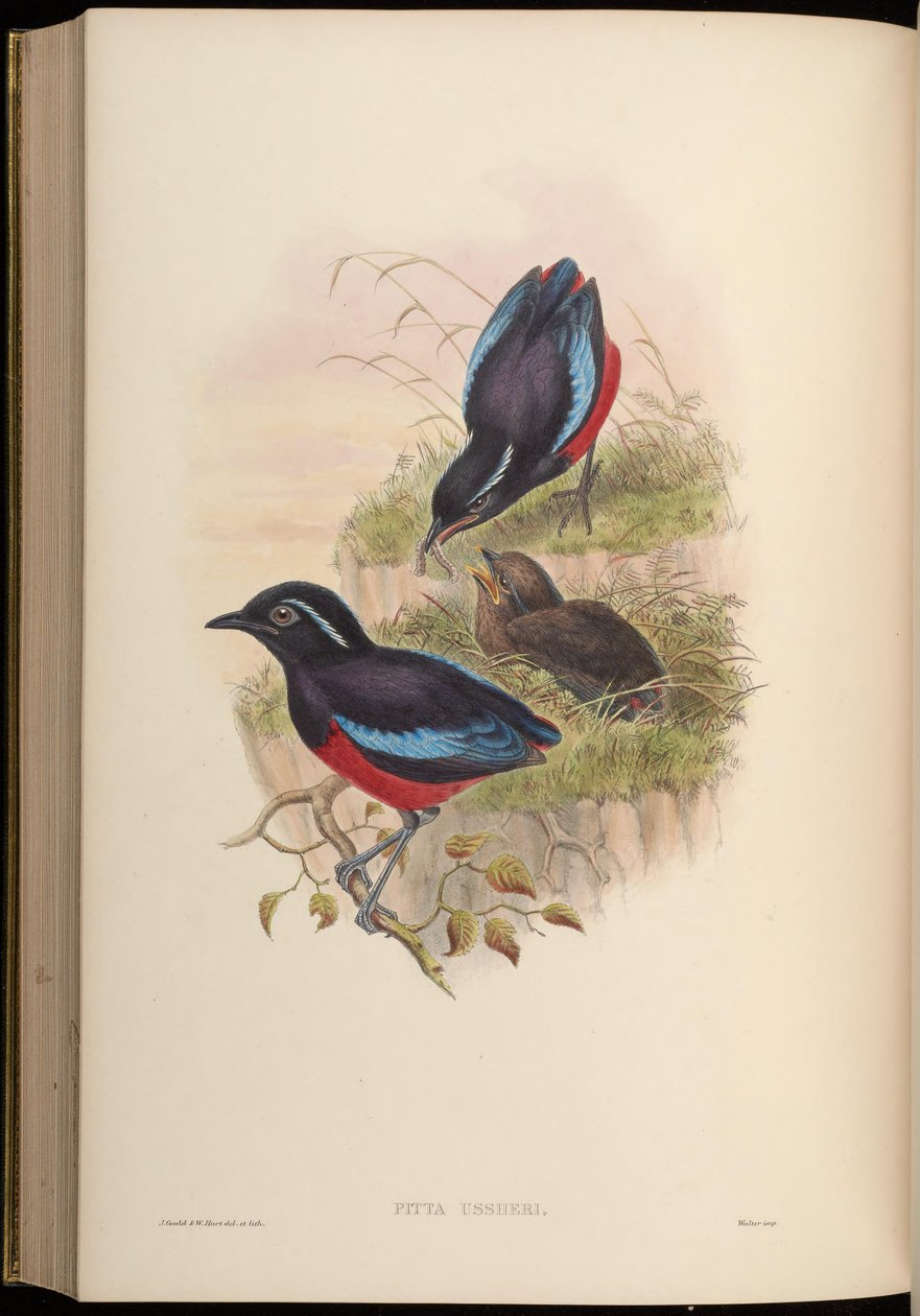 Pitta ussheri = Erythropitta ussheri tekijältä John Gould