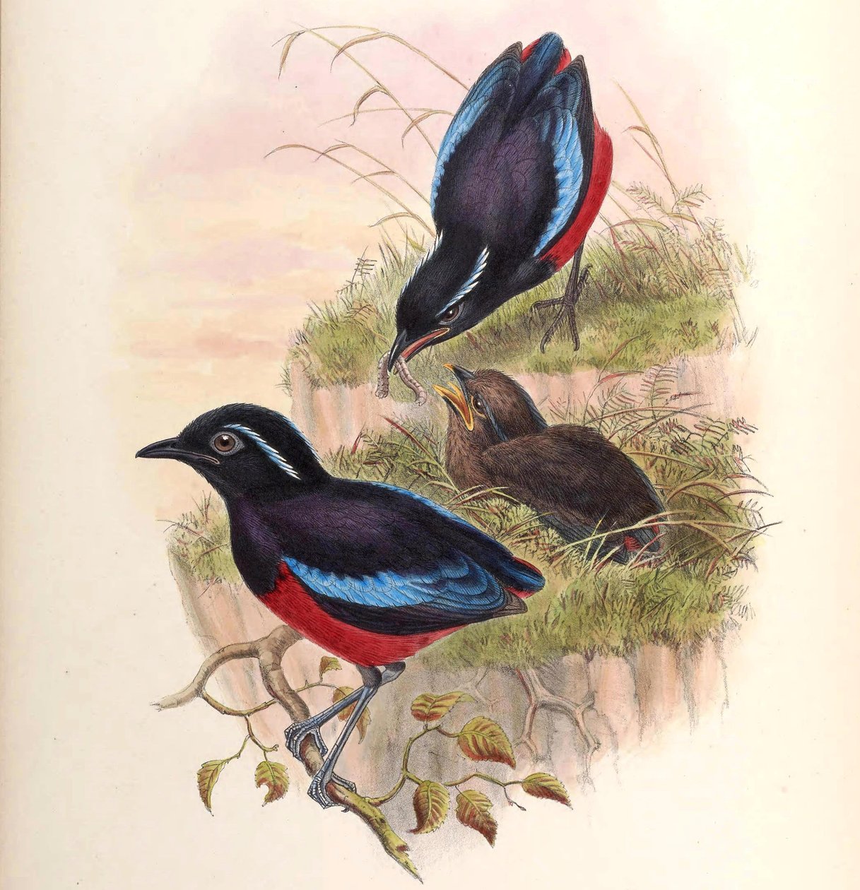 Pitta ussheri = Erythropitta ussheri tekijältä John Gould