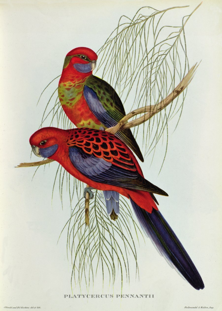 Platycercus Pennantii tekijältä John Gould