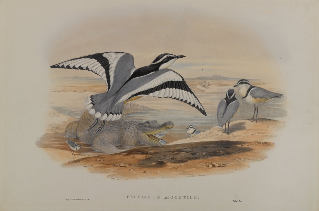 Pluvius egyptiläinen tekijältä John Gould