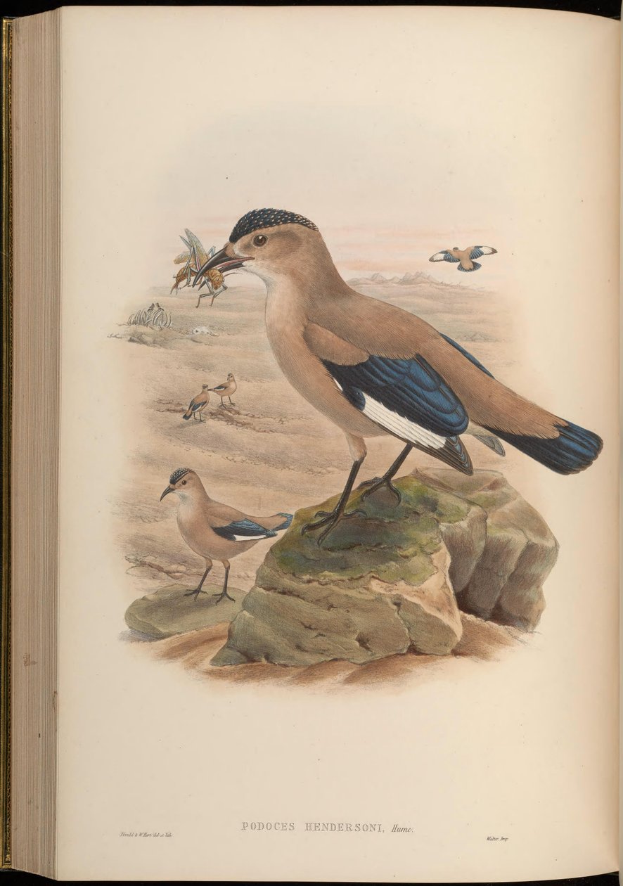 Podoces hendersoni tekijältä John Gould