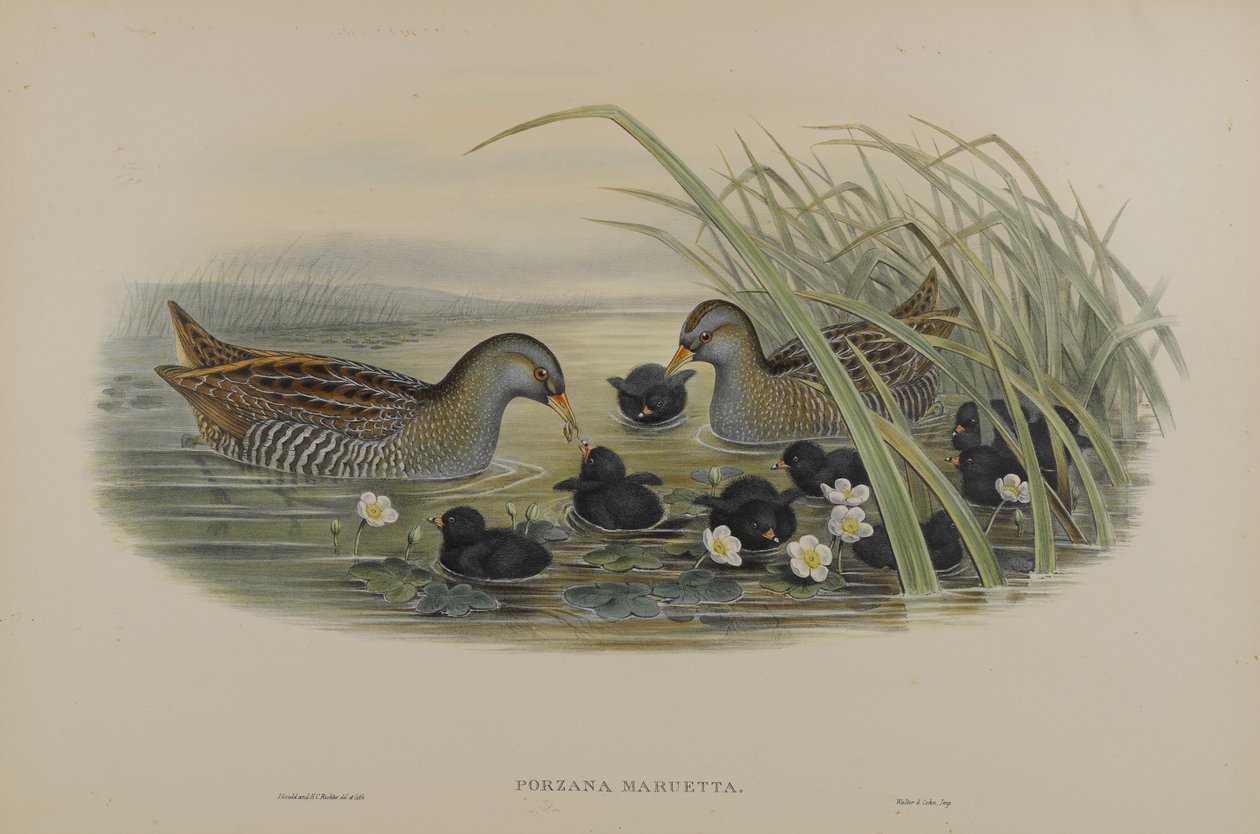 Porzana Maruetta - Täplikäs nosturi tekijältä John Gould