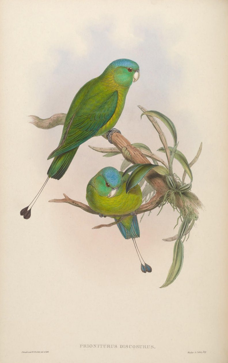 Prioniturus discurus tekijältä John Gould