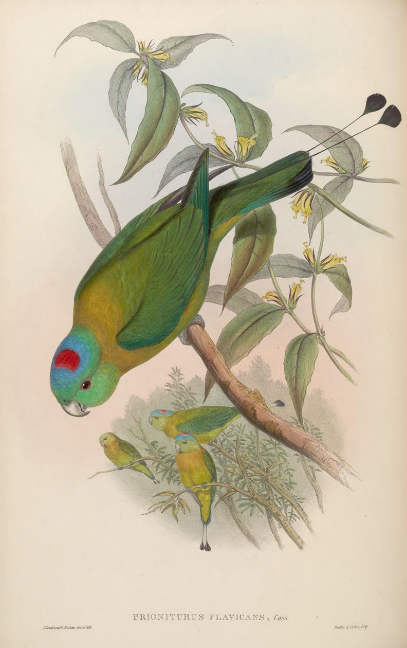 Prioniturus flavicans tekijältä John Gould