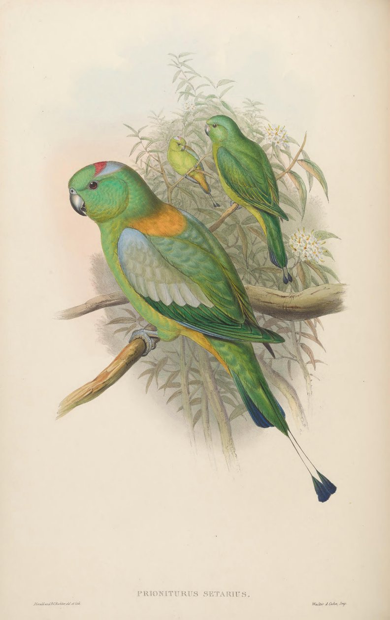 Prioniturus setarius = Prioniturus platurus tekijältä John Gould
