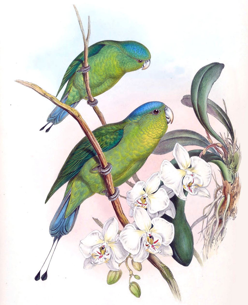 Prioniturus spatuliger = Prioniturus discurus tekijältä John Gould