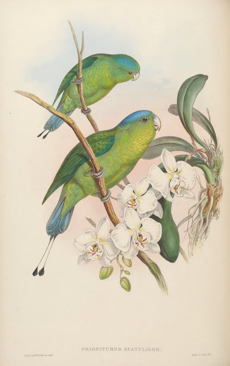 Prioniturus spatuliger = Prioniturus discurus tekijältä John Gould