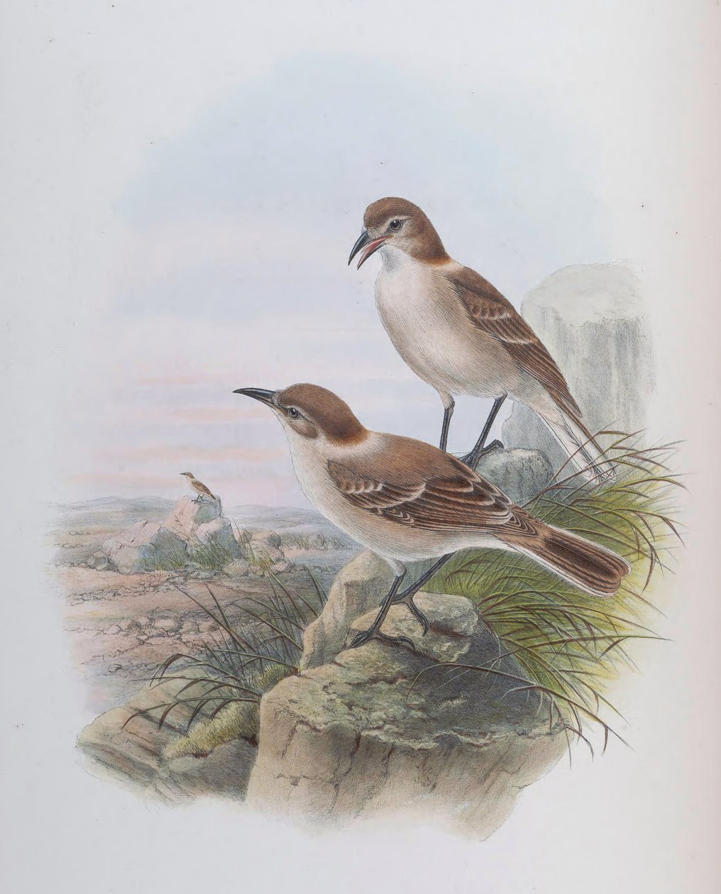 Pseudopodoces humilis (syn. Parus humilis) tekijältä John Gould
