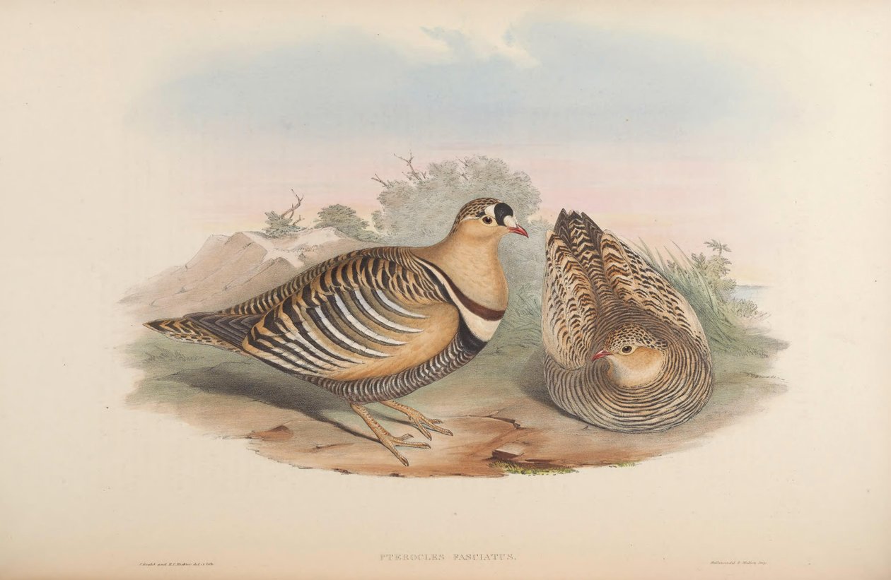 Pterocles fasciatus = Pterocles indicus tekijältä John Gould