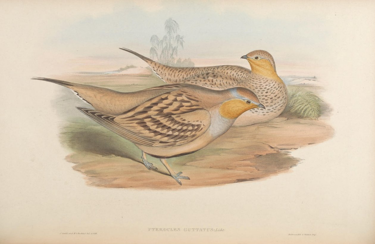 Pterocles guttatus = Pterocles senegallus tekijältä John Gould