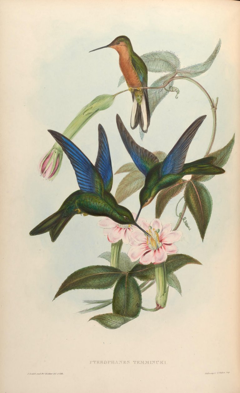 Pterophanes temmincki = Pterophanes cyanopterus tekijältä John Gould