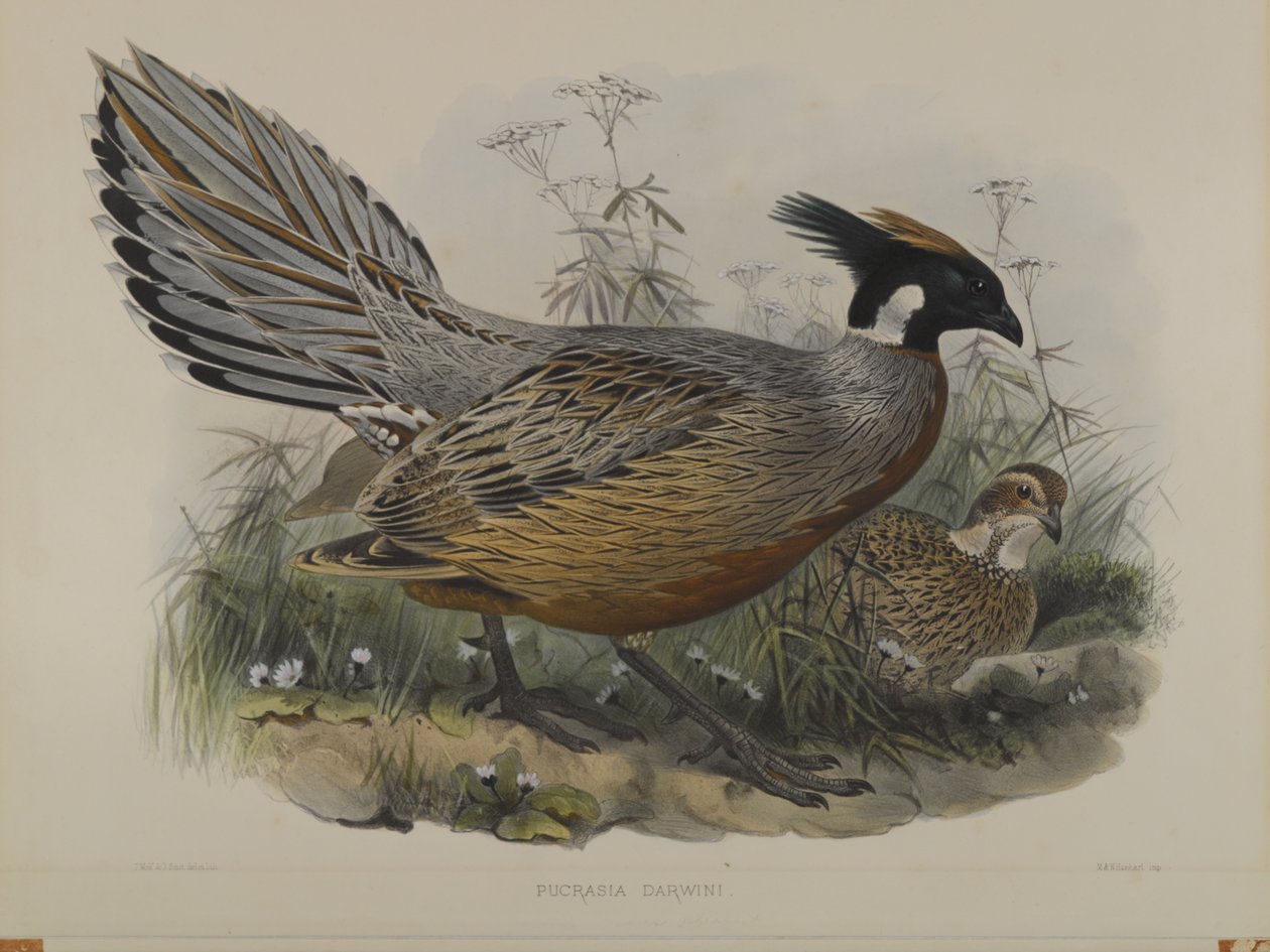 Pucrasia Darwin tekijältä John Gould