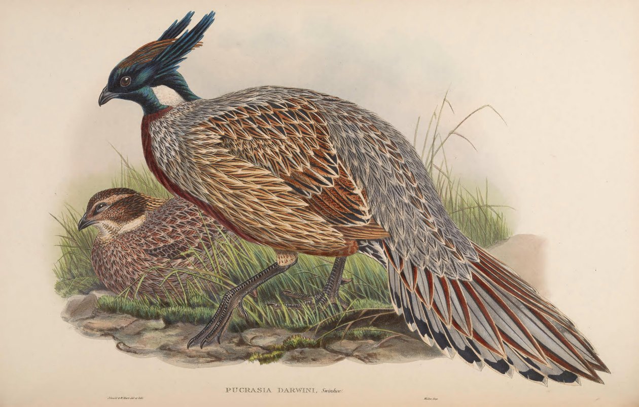 Pucrasia darwini = Pucrasia macrolopha darwini tekijältä John Gould