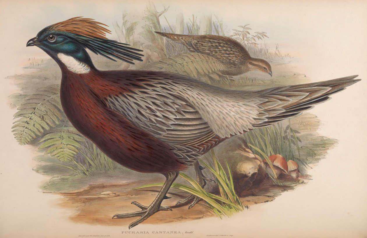 Pucrasia macrolopha tekijältä John Gould