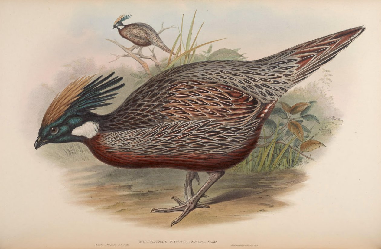 Pucrasia nipalensis = Pucrasia macrolopha nipalensis tekijältä John Gould