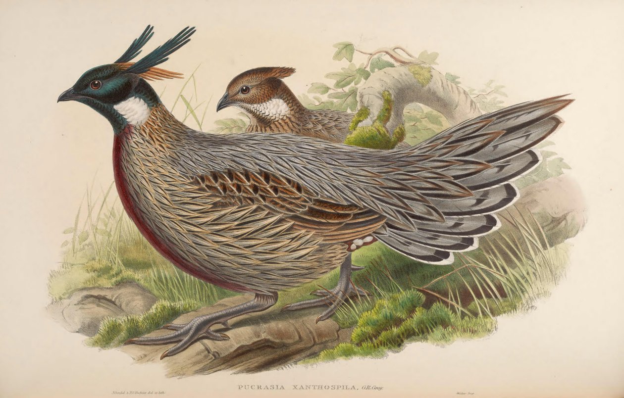 Pucrasia xanthospila = Pucrasia macrolopha xanthospila tekijältä John Gould