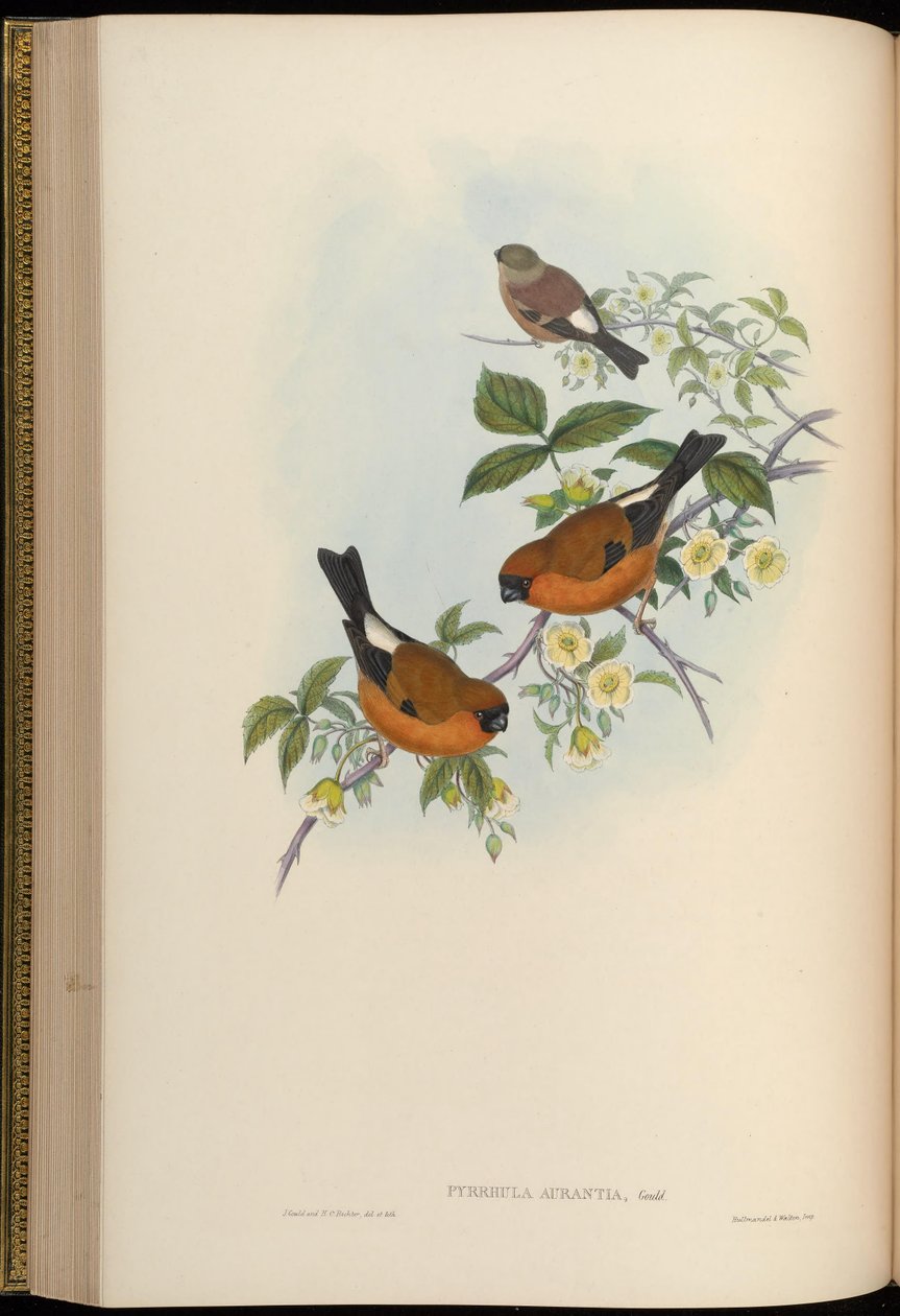 Pyrrhula aurantia = Pyrrhula aurantiaca tekijältä John Gould