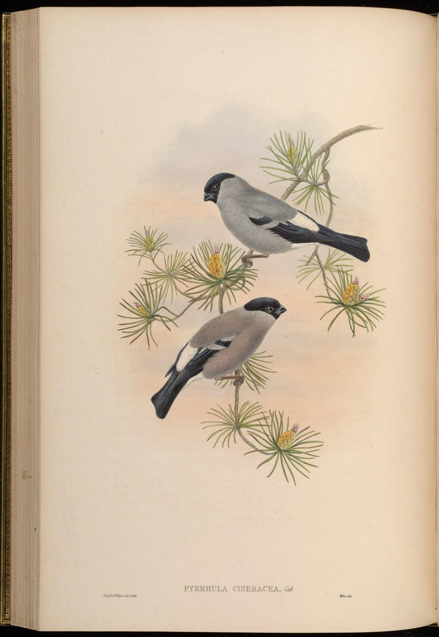 Pyrrhula cineracea = Pyrrhula pyrrhula cineracea tekijältä John Gould