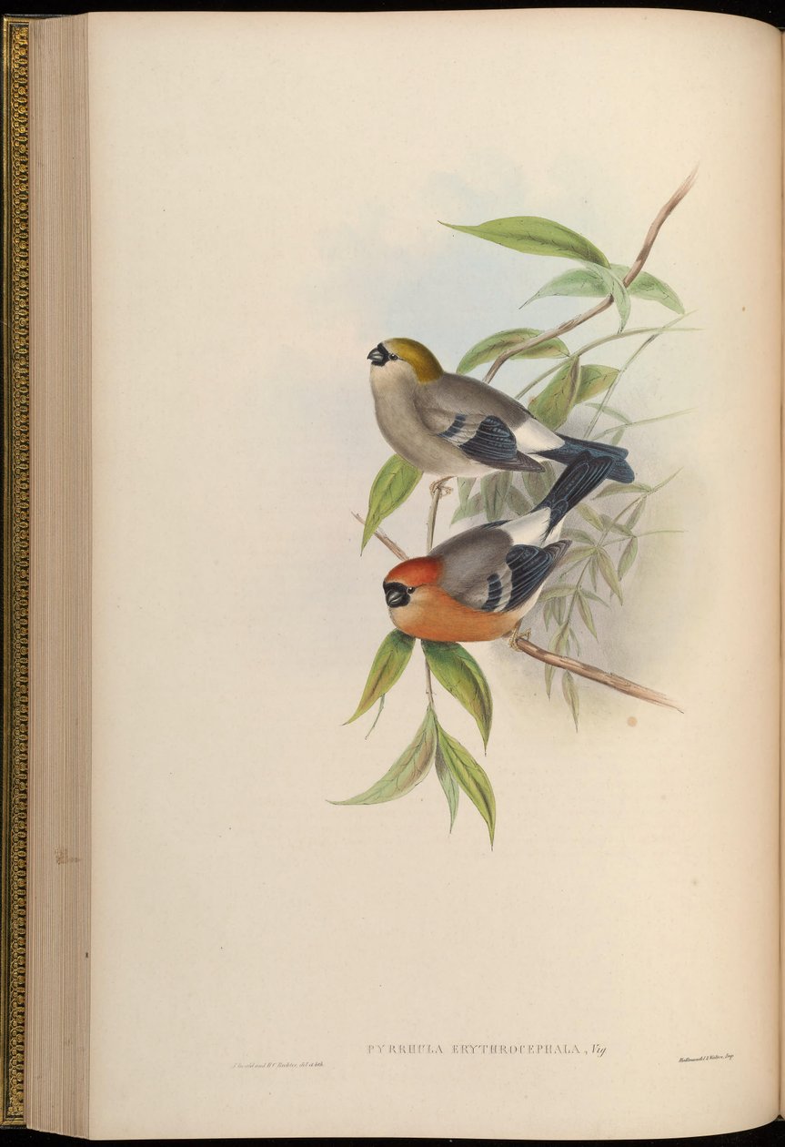 Pyrrhula erythrocephala tekijältä John Gould