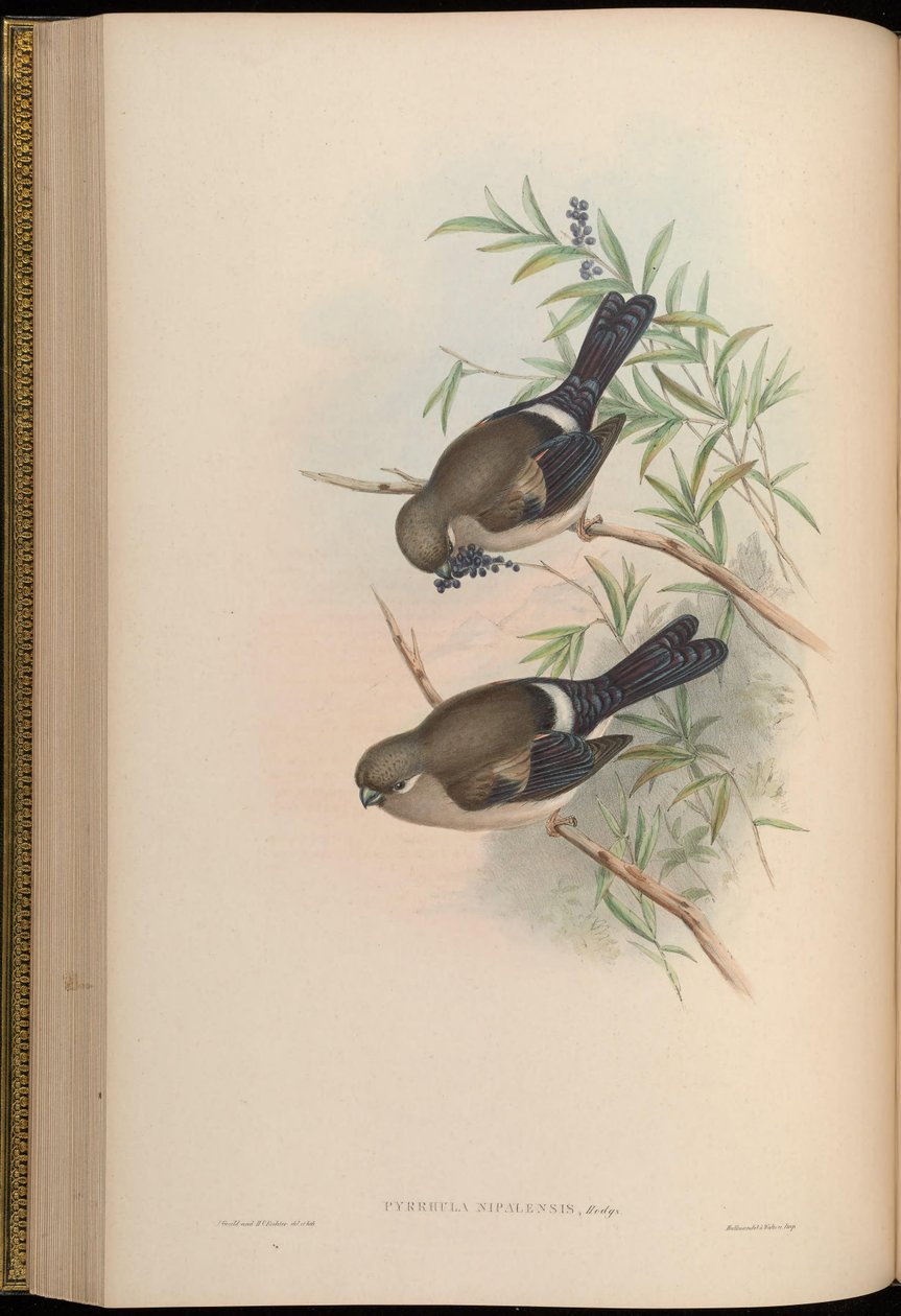 Pyrrhula nipalensis tekijältä John Gould