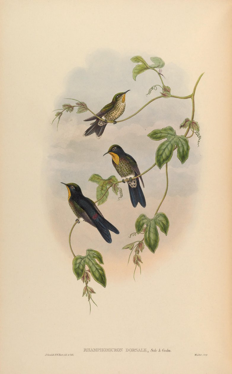 Ramphomicron dorsale tekijältä John Gould