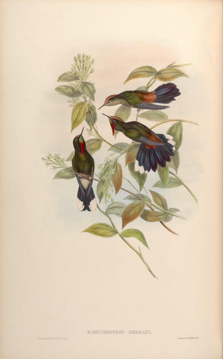 Ramphomicron herrani = Chalcostigma herrani tekijältä John Gould