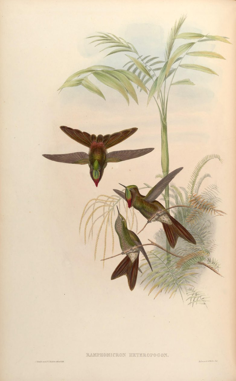 Ramphomicron heteropogon = Chalcostigma heteropogon tekijältä John Gould