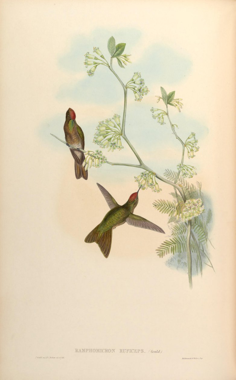 Ramphomicron ruficeps = Chalcostigma ruficeps tekijältä John Gould