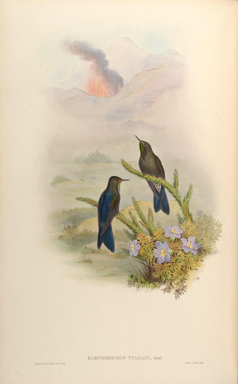 Ramphomicron vulcani = Chalcostigma stanleyi vulcani tekijältä John Gould