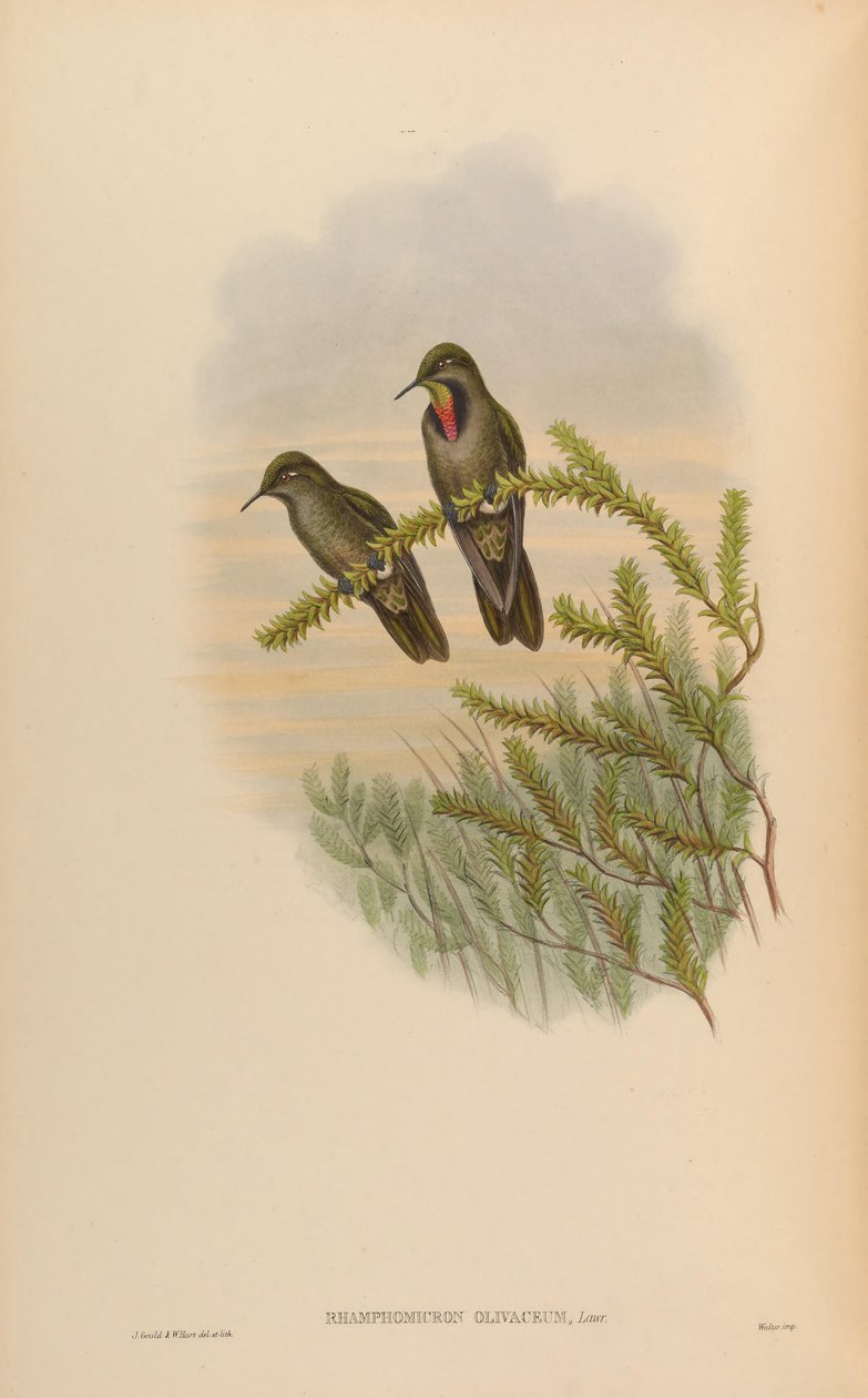 Rhamphomicron olivaceum = Chalcostigma olivaceum tekijältä John Gould