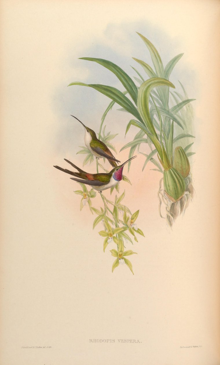 Rhodopis vesper tekijältä John Gould