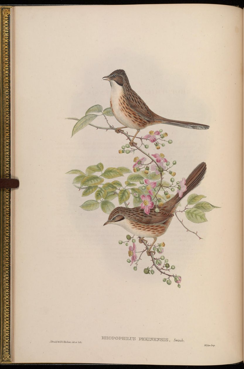 Rhopophilus pekinensis tekijältä John Gould
