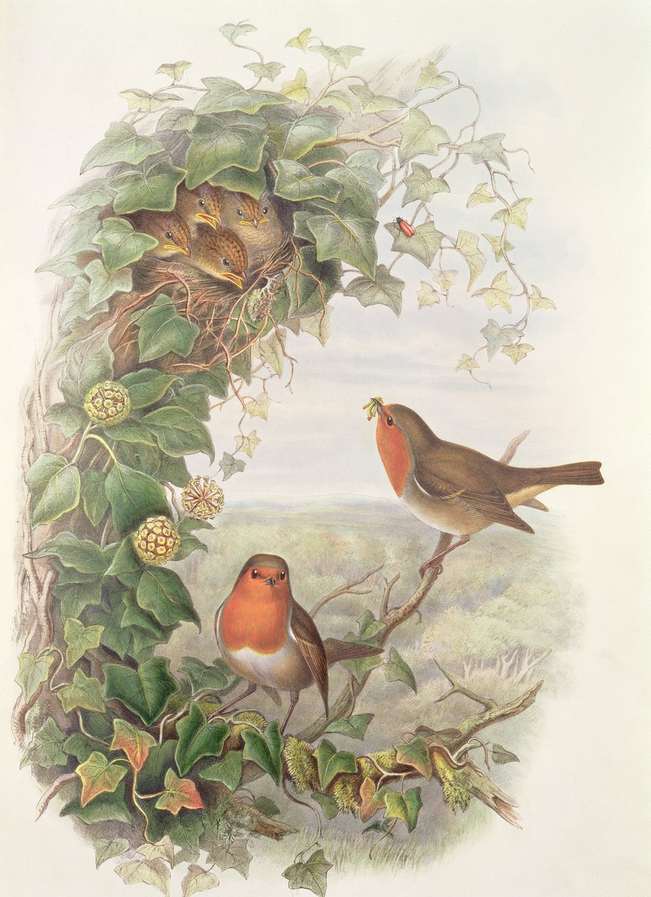 Robin, 1873 (wc, kynä paperille) tekijältä John Gould
