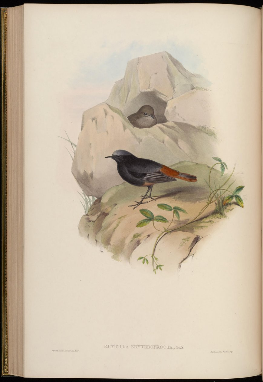 Ruticilla erythroprocta = Phoenicurus ochruros tekijältä John Gould