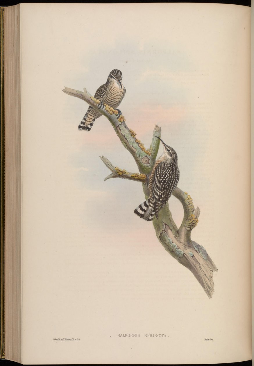 Salpornis spilonotus tekijältä John Gould
