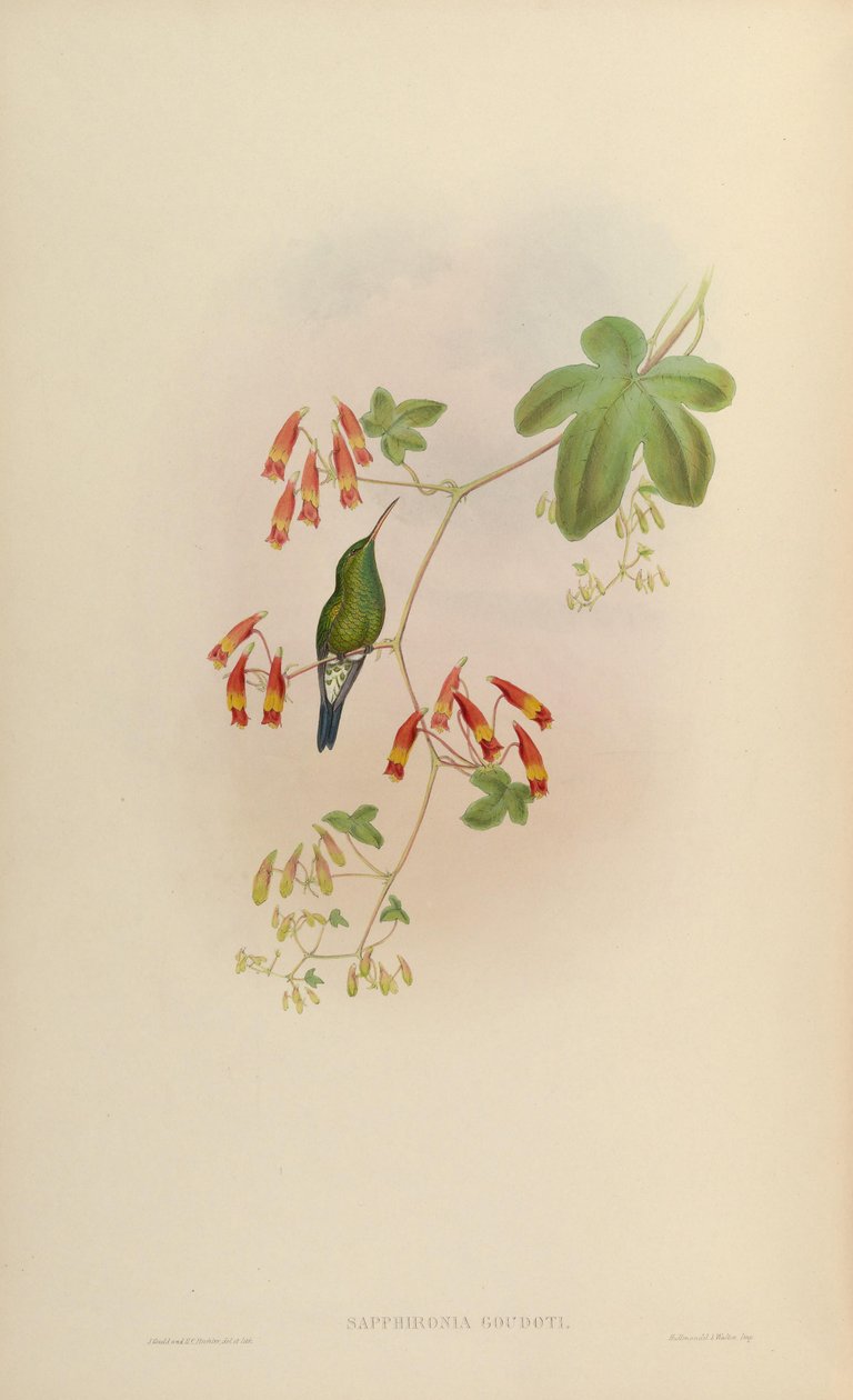 Sapphironia goudoti = Lepidopyga goudoti tekijältä John Gould
