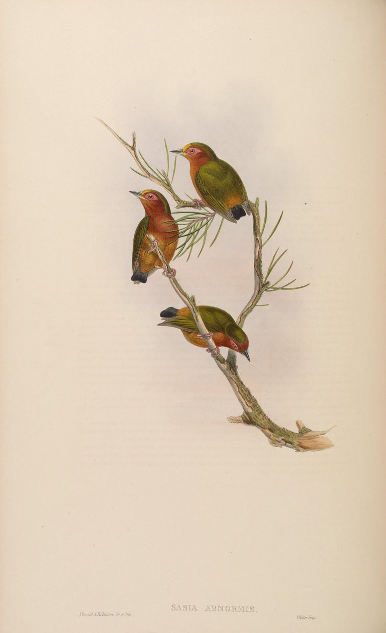 Sasia abnormis tekijältä John Gould