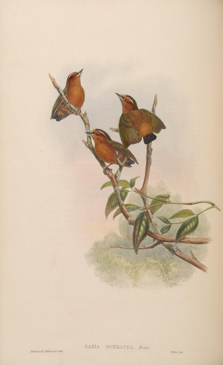 Sasia ochracea tekijältä John Gould